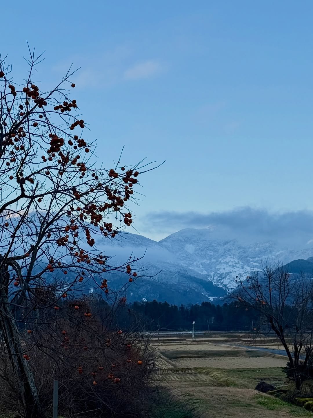 A persimmon tree still heavy with fruit, snow-covered mountains behind it at first light.
